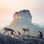 Sunrise or Sunset Tour to Pidurangala Rock with Scenic Views - Who Would Enjoy This Tour?