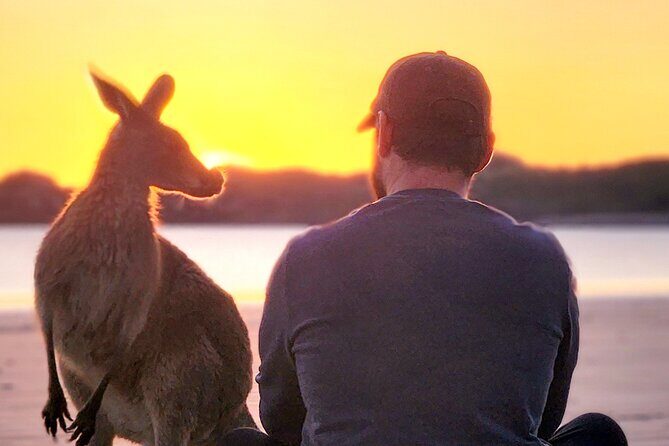 Sunrise with the kangaroos and wallabies - Scenic Bushwalk & Lookout Over the Bay