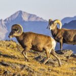 Sunset and Night Photography Tour on Trail Ridge Road - The Experience of a Lifetime in Rocky Mountain National Park