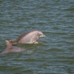 Sunset, Dolphin/Birding On A Private Guided Savannah Cruise - Practical Details and What to Expect