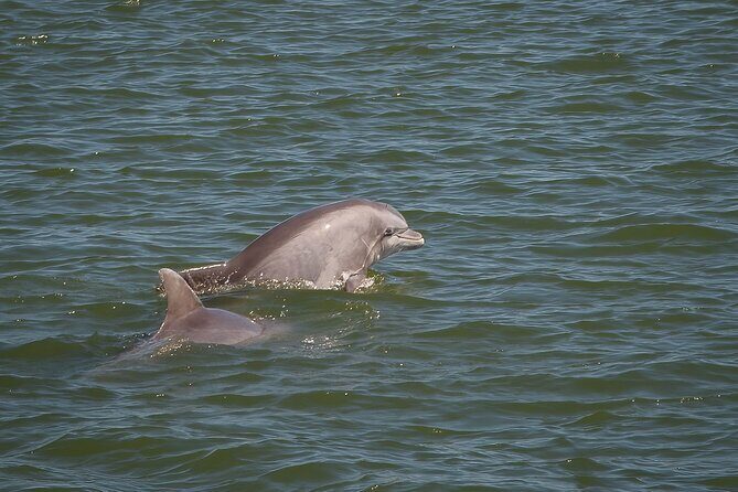 Sunset, Dolphin/Birding On A Private Guided Savannah Cruise - Practical Details and What to Expect