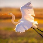 Sunset Dolphin Eco Tour - Possible Considerations