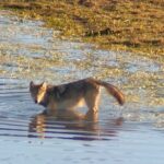 Sunset Hayden Valley Wildlife Safari | Catered Dinner | PRIVATE - Final Thoughts: Is It Worth It?