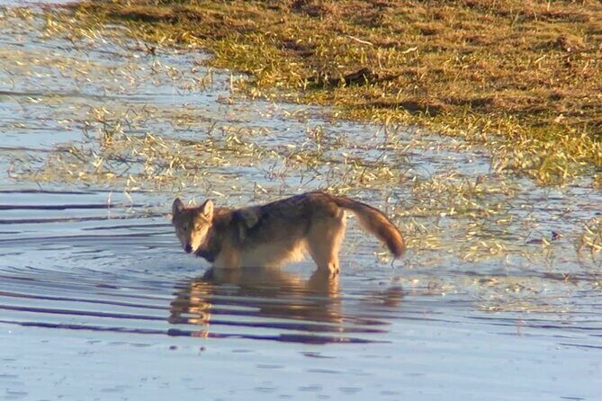 Sunset Hayden Valley Wildlife Safari | Catered Dinner | PRIVATE - Final Thoughts: Is It Worth It?