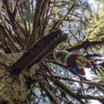 Sunset Tree Climb at Silver Falls State Park - Exploring the Sunset Tree Climb in Depth