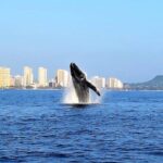 Sunset Whale Watch in Waikiki, Whales Guaranteed or Free Return - Key Points