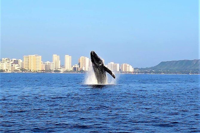 Sunset Whale Watch in Waikiki, Whales Guaranteed or Free Return - Key Points