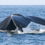 Sunset Whale Watching in San Jose del Cabo - Who Will Love This Tour?