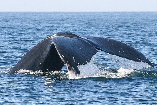 Sunset Whale Watching in San Jose del Cabo - Who Will Love This Tour?