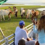 Sunset Wildlife Cruise along Assateague & Chincoteague Island - A Close Look at the Experience