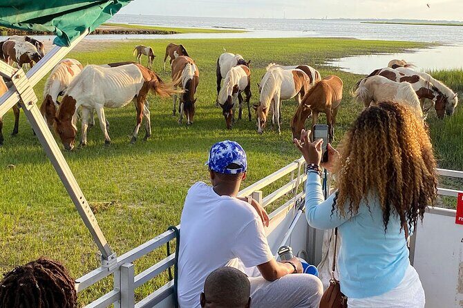 Sunset Wildlife Cruise along Assateague & Chincoteague Island - A Close Look at the Experience