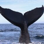 Supreme 2hr Whale/Dolphin Watching Newport Beach, 6 person max - What We Love About This Tour