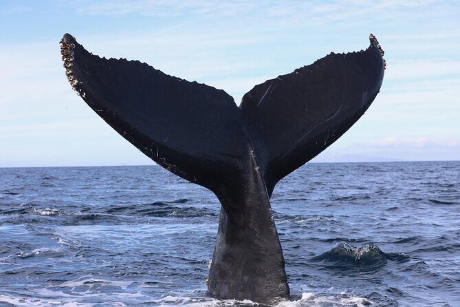 Supreme 2hr Whale/Dolphin Watching Newport Beach, 6 person max - What We Love About This Tour