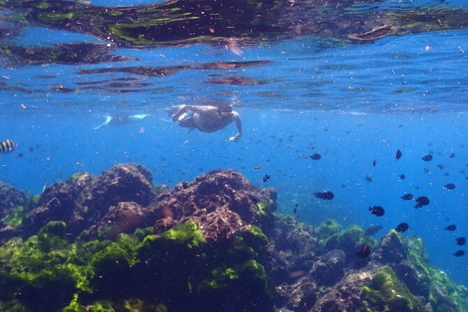 Surin Island Snorkeling by Speedboat from Khao Lak - Exploring the Surin Islands: What to Expect