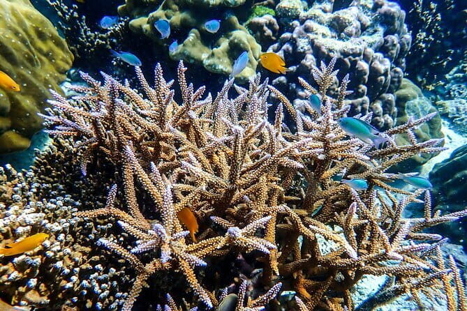 Surin Islands Overnight Beach Camping and Snorkeling Adventure - A Close Look at the Surin Islands Overnight Beach Camping and Snorkeling Adventure