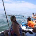 Swim and Paddle Board with Wild Dolphin Pods in Puerto Vallarta - The Value for Money