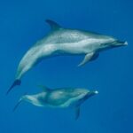 Swim With Dolphins & Turtles in West Oahu (Semi-Private Tours) - The Sum Up