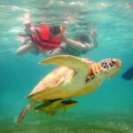 Swim with sea turtles - The Experience in Akumal Bay