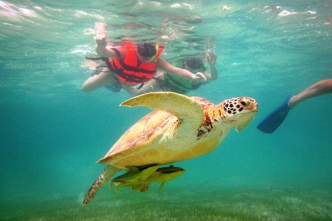Swim with sea turtles - The Experience in Akumal Bay