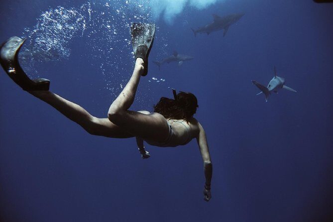 Swim with Sharks Cage-Free from Oahu - The Sum Up