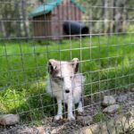 Sydney City Roots and Wildlife Trails of Cape Breton Island - The Experience in Detail