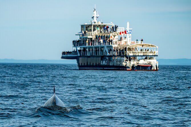 Tadoussac/Charlevoix: Whale & Bear Wildlife Tour - What About the Cost and Overall Value?
