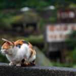 Taipei: Jiufen,Shifen & Houtong Cat Village Private Day Tour - Who Will Love This Tour?