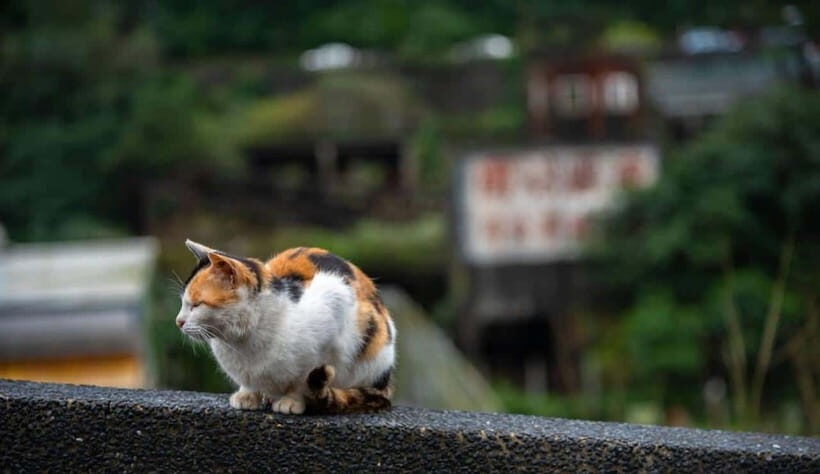 Taipei: Jiufen,Shifen & Houtong Cat Village Private Day Tour - Who Will Love This Tour?