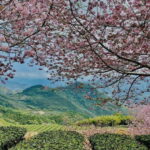 Taiwan: Alishan National Forest Recreation Area E-ticket - Who Should Consider This Tour?