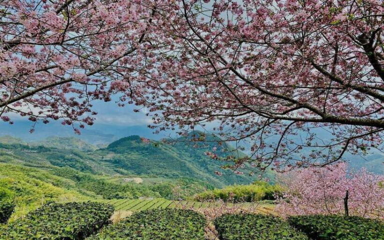 Taiwan: Alishan National Forest Recreation Area E-ticket - Who Should Consider This Tour?