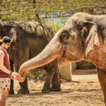 Taj Mahal Sunrise & Elephant Rescue Tour from Delhi - The Sum Up: Why Consider This Tour?