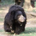 Taj Mahal Tour with Optional Wildlife Rescue Center Visit - Authentic Experiences and Personal Touches