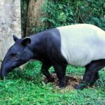 Taman Negara Day Tour with Canopy Walk - The Canopy Walk: A Major Highlight