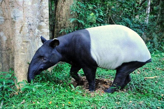 Taman Negara Day Tour with Canopy Walk - The Canopy Walk: A Major Highlight