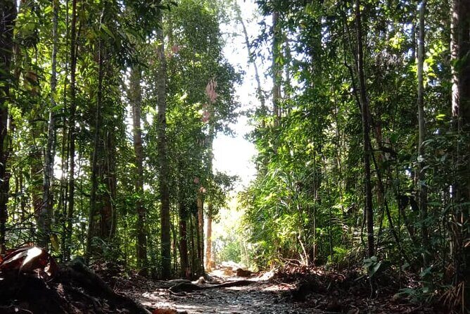 Taman Negara National Park Day Tour (SIC - Join In Tour)