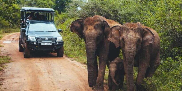 Tangalle/Hiriketiya: Udawalawa Safari & Elephant Transit Hom - What to Expect During the Safari