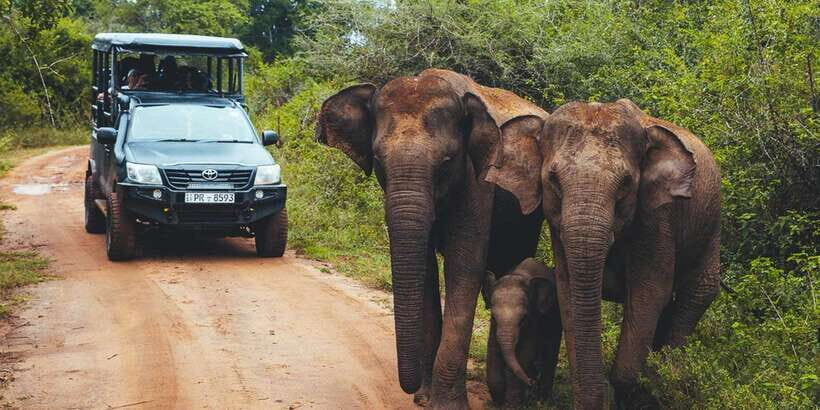 Tangalle/Hiriketiya: Udawalawa Safari & Elephant Transit Hom - What to Expect During the Safari