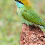 Tangalle/Hiriketiya: Yala National Park Safari - An In-Depth Look at the Yala Safari Experience