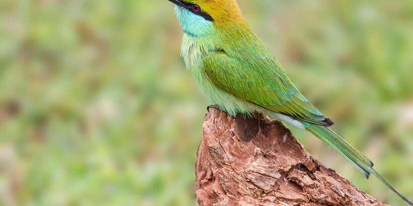 Tangalle/Hiriketiya: Yala National Park Safari - An In-Depth Look at the Yala Safari Experience