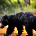 Tangalle/Mirissa: All Inclusive Full-Day Safari at Yala Park - The Logistics: What’s Included and What’s Not