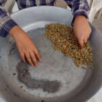 Taxco: Organic Coffee Garden Experience - The Regional Organic Food and Local Delights