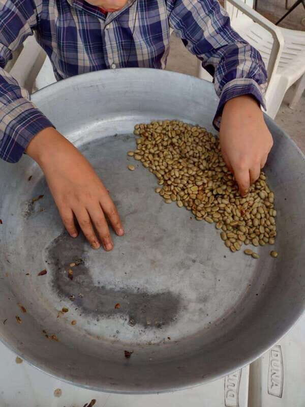 Taxco: Organic Coffee Garden Experience