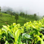 Tea Adventure- Haputale, Tea Plantation Tour with Lunch - Exploring the Heart of Sri Lanka’s Tea Country