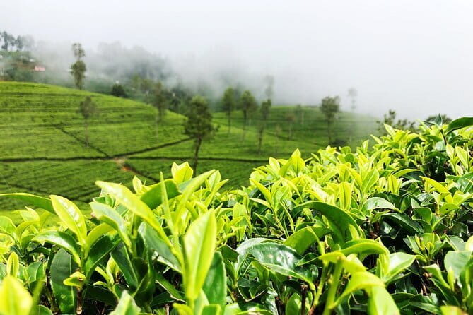Tea Adventure- Haputale, Tea Plantation Tour with Lunch - Exploring the Heart of Sri Lanka’s Tea Country
