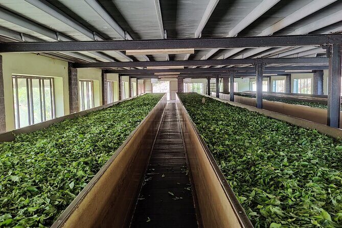 Tea Factory Tour with Tea Tasting Session - Final Thoughts