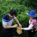 Tea Picking and Processing at Qixian Peak Scenic Area - Who Will Enjoy This Tour?