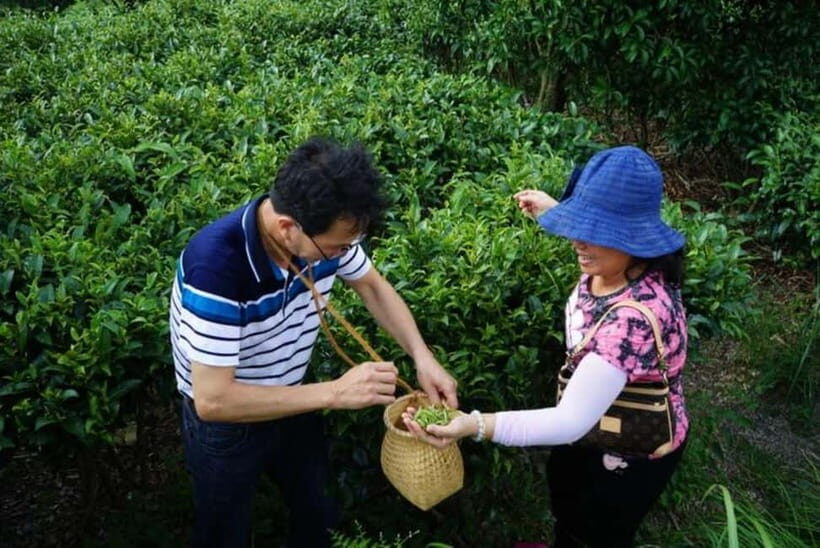 Tea Picking and Processing at Qixian Peak Scenic Area - Who Will Enjoy This Tour?