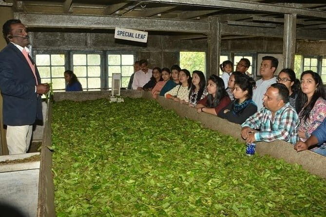 Tea planation walking In Munnar- (by Munnar Info) - Final Thoughts: Is This Tour Worth It?