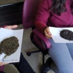 Tea Pluckers' Day - Who Will Love This Tour?