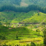 Tea Plucking and Tea Factory: Visit from Kandy - Analyzing the Value